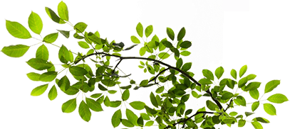 Dekoracja tła drzewo z zielonymi listkami